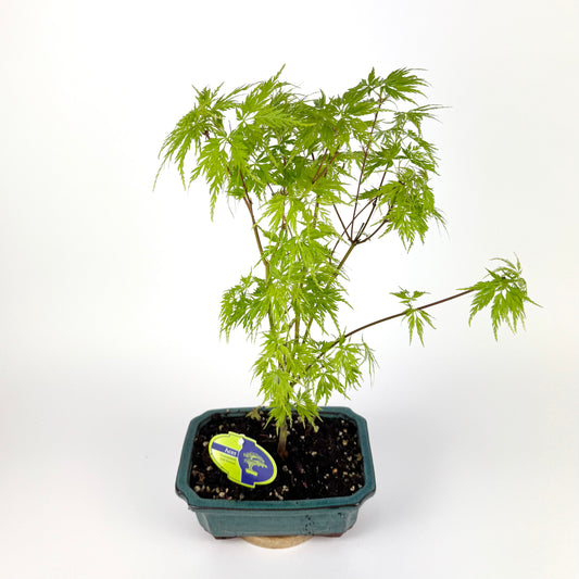Acer Bonsai Outdoor Plant