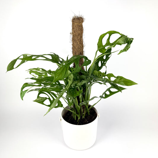 Monstera Adansonii Indonesian 17cm Houseplant
