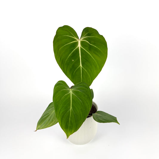 Philodendron Gloriosum 12cm Houseplant