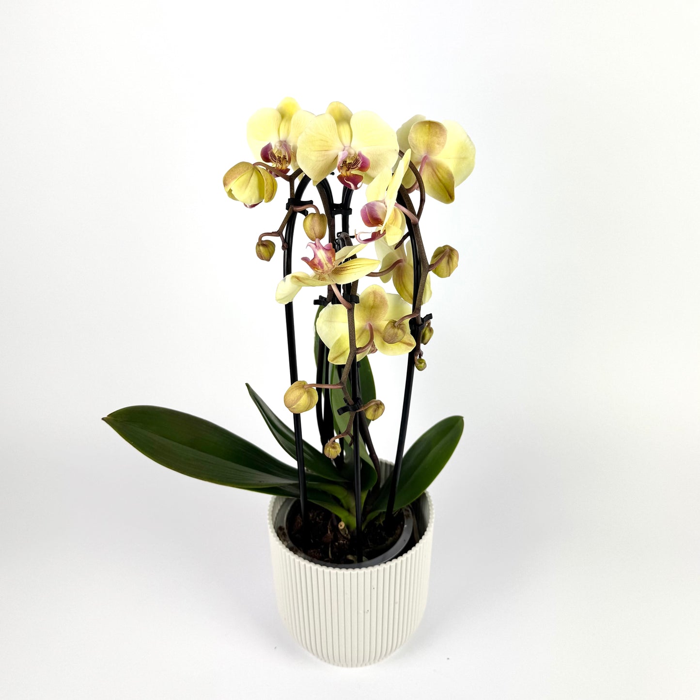 Phalanopsis Triboga 3 Stem 12cm Houseplant