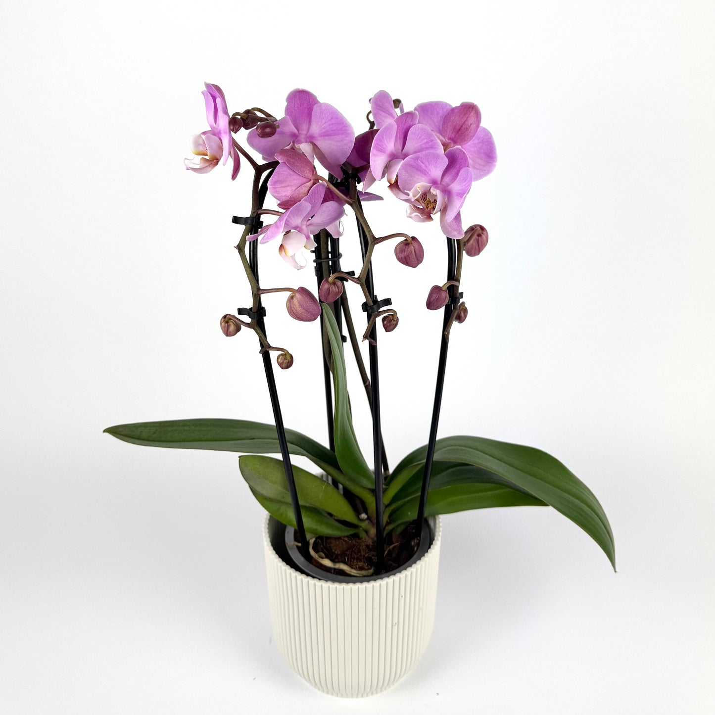 Phalanopsis Triboga 3 Stem 12cm Houseplant