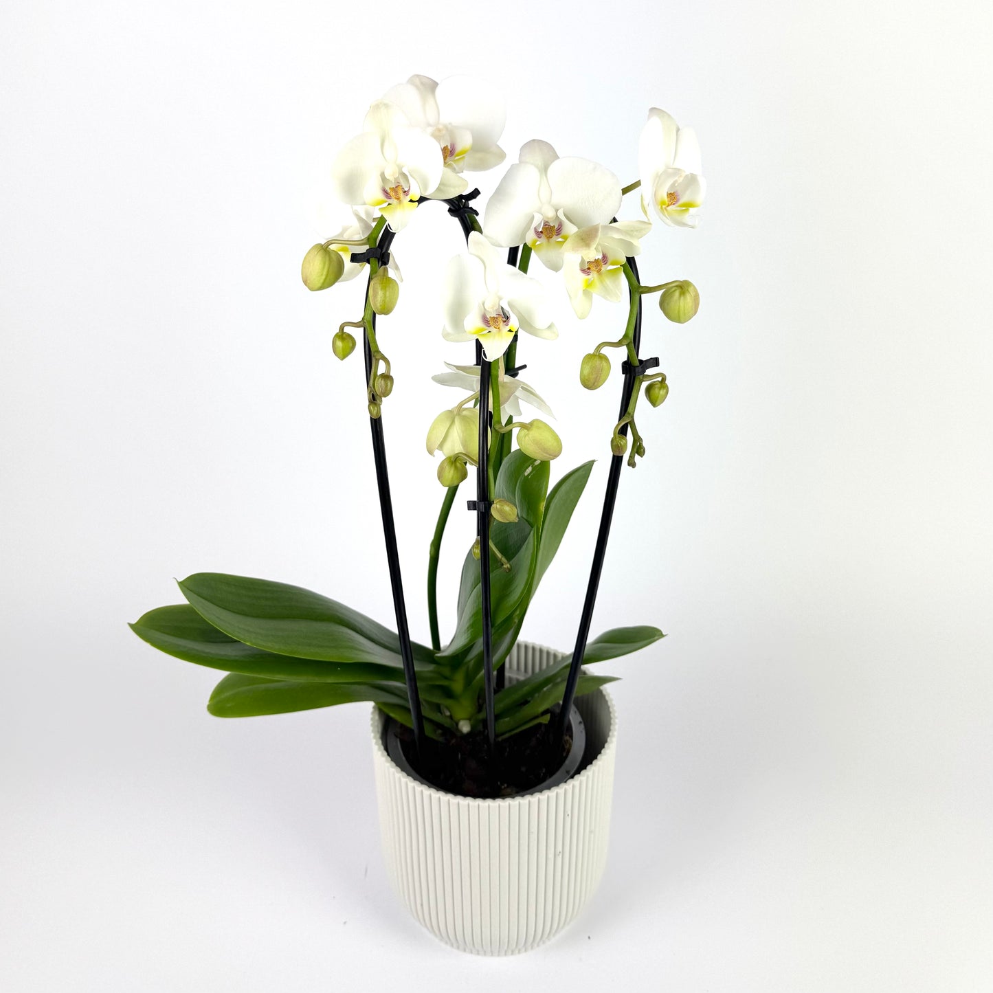 Phalanopsis Triboga 3 Stem 12cm Houseplant