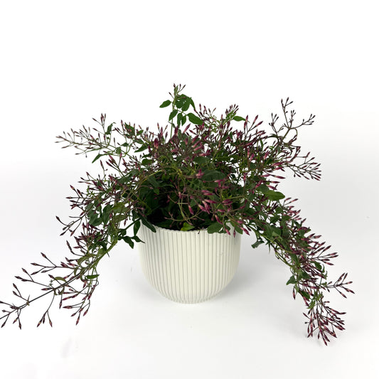 Jasminium Polyanthum Bush Pink 12cm Outdoor Plant