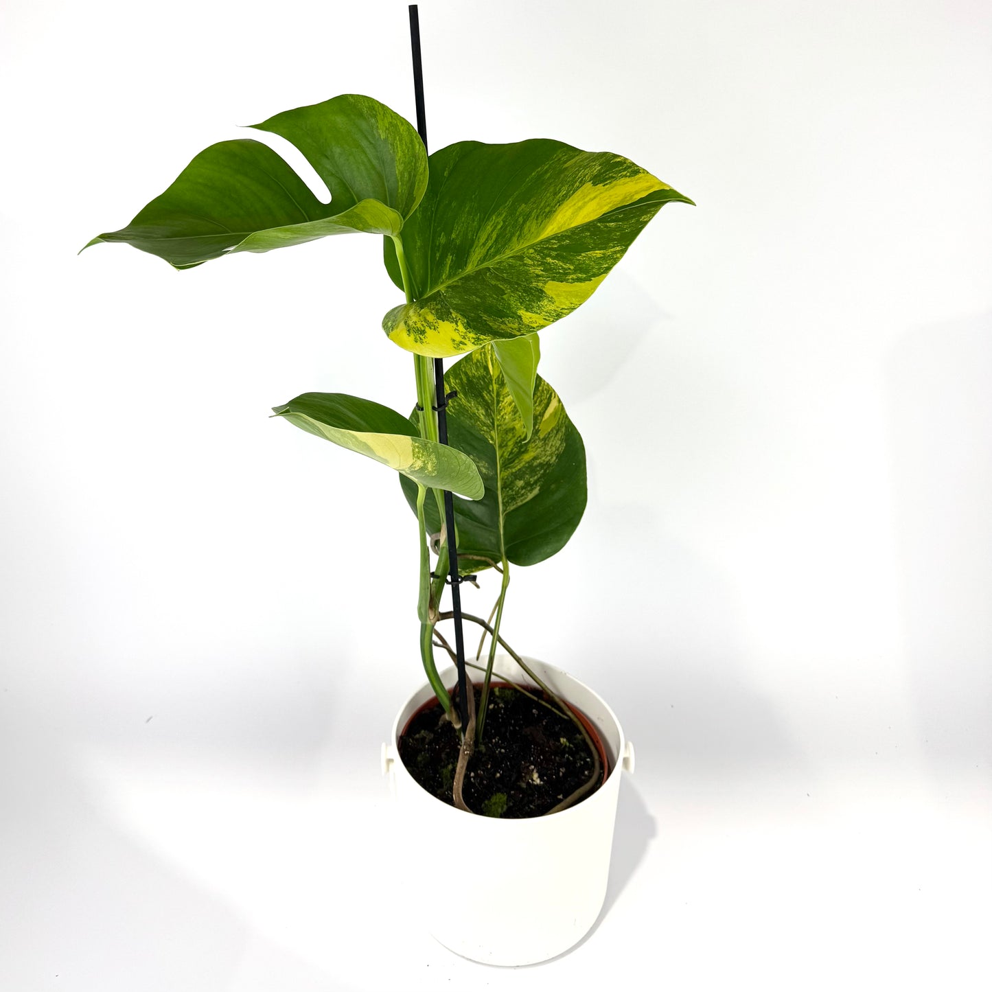 Monstera Deliciosa Aurea 17cm Potsize Houseplant