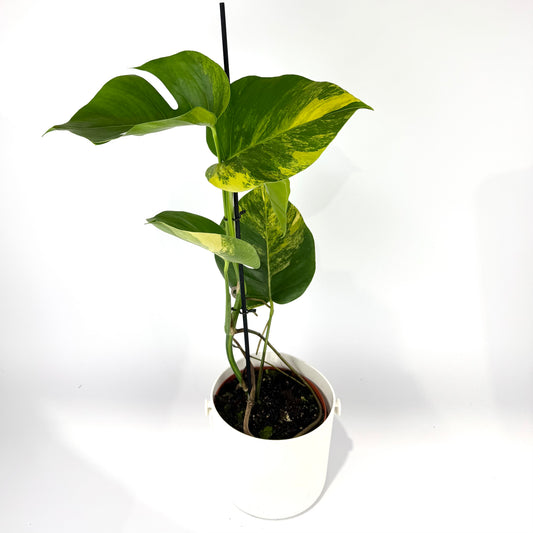 Monstera Deliciosa Aurea 17cm Potsize Houseplant