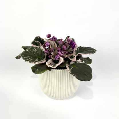 Saintpaulia Variegata Hovariagata 12cm Houseplant