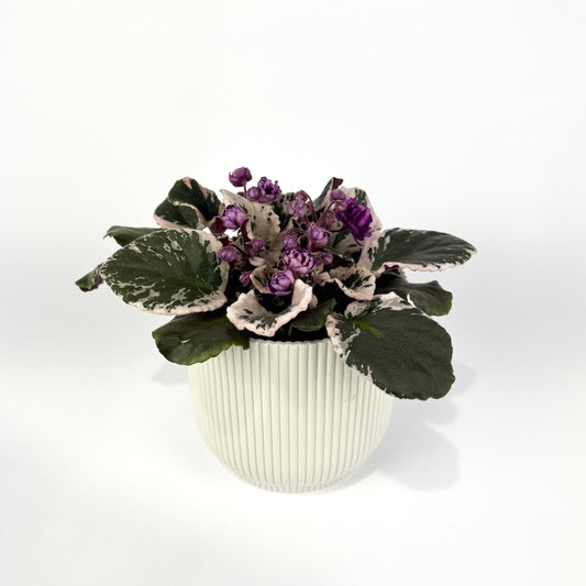 Saintpaulia Variegata Hovariagata 12cm Houseplant