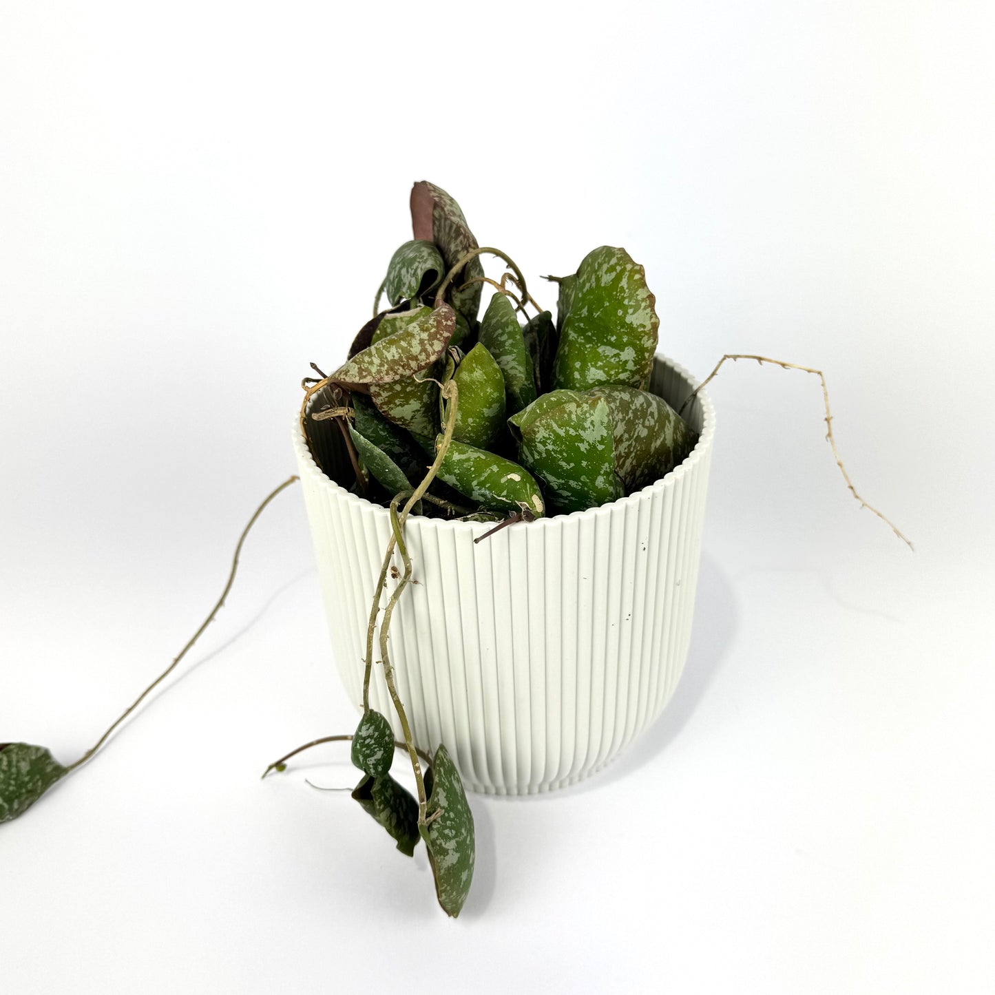 Hoya Imbricata 12cm Houseplant