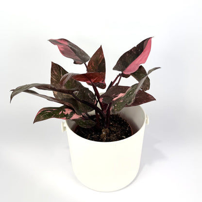 Philodendron Pink Princess Marble 14cm Houseplant