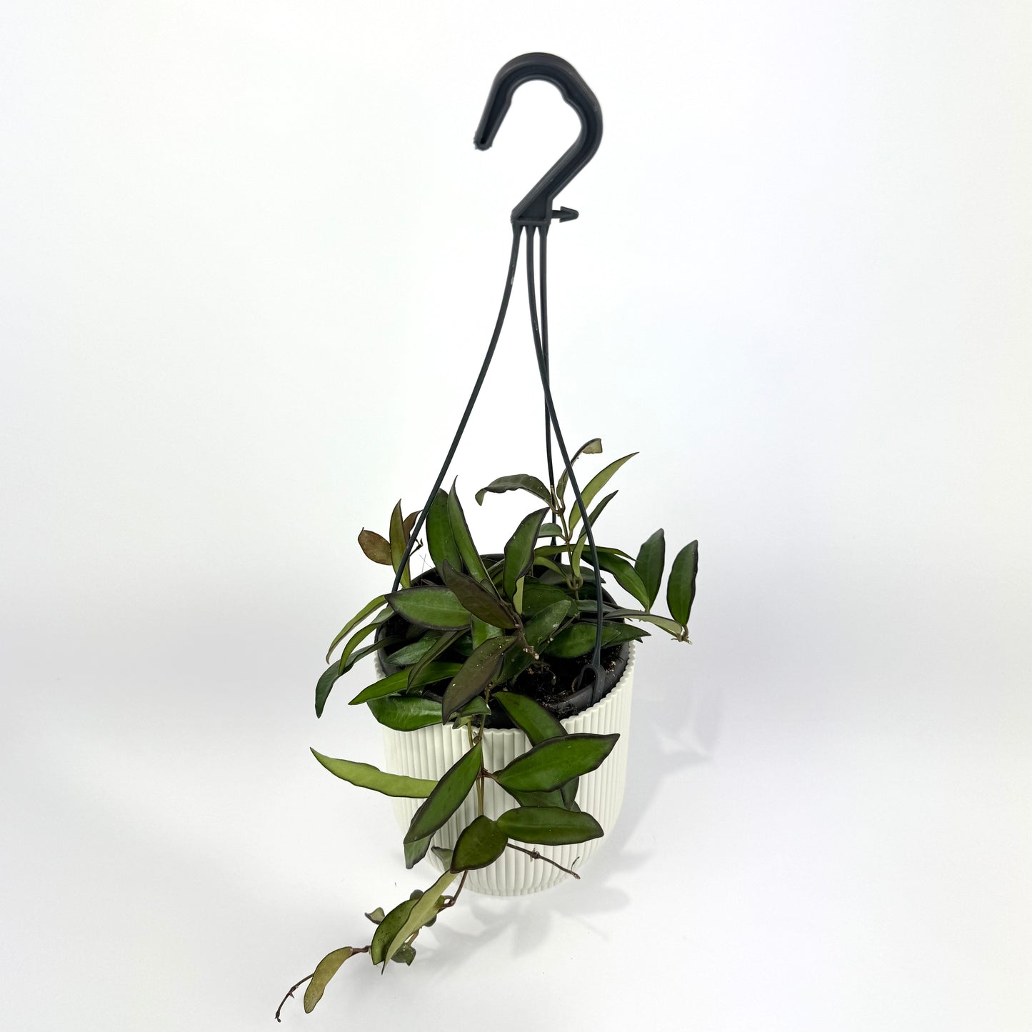 Hoya rosita 12cm Houseplant