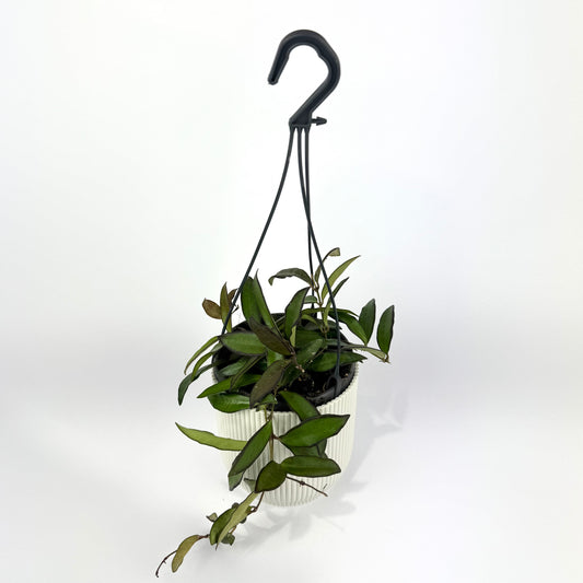 Hoya rosita 12cm Houseplant
