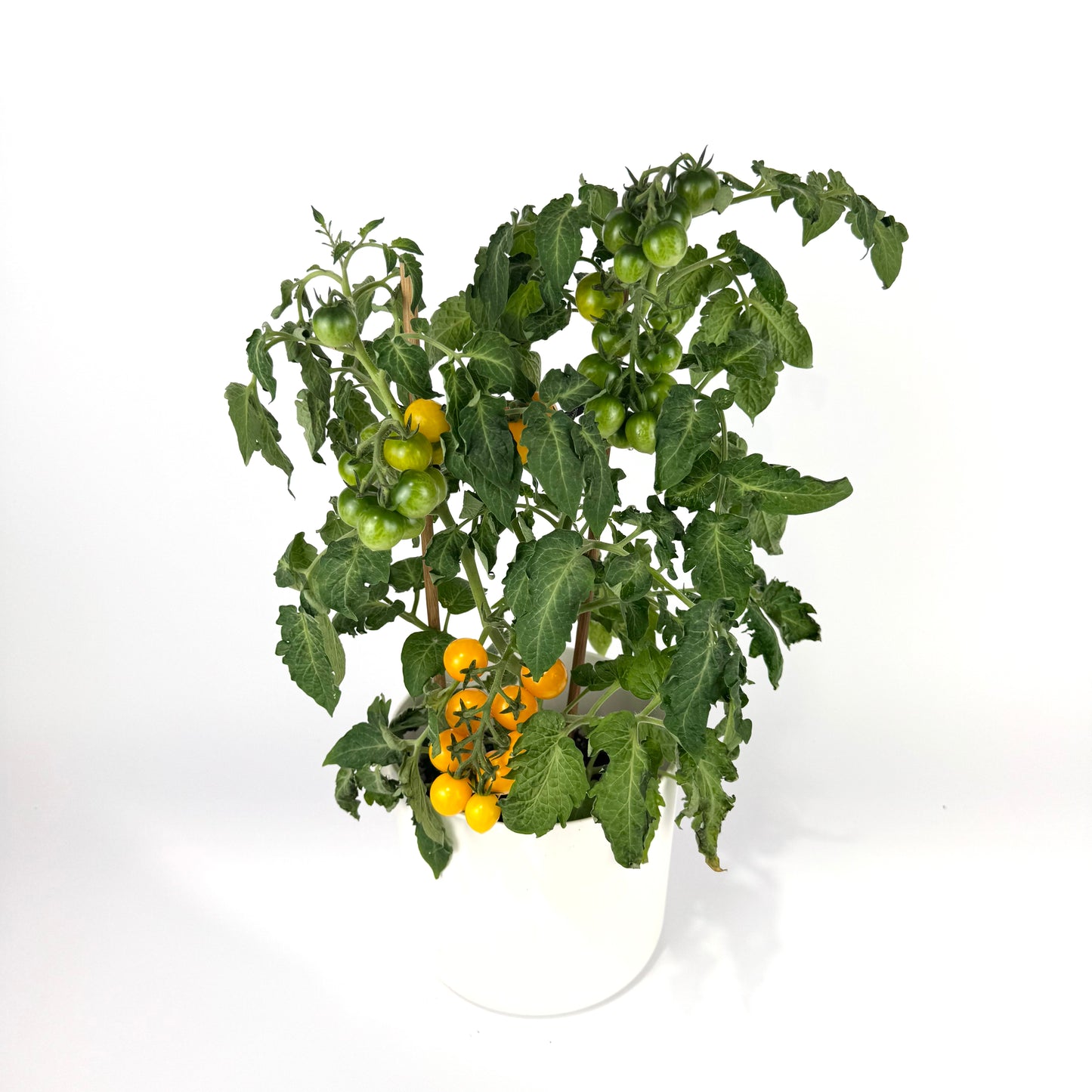 Tomato Plant 14cm Outdoor Plant