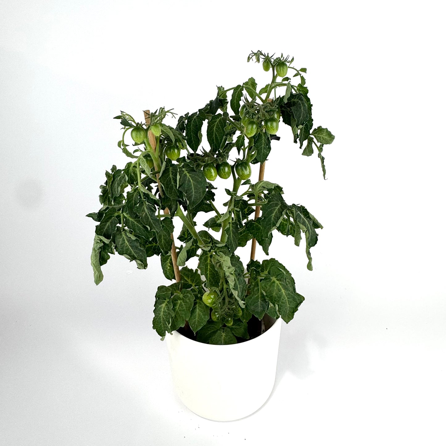 Tomato Plant 14cm Outdoor Plant