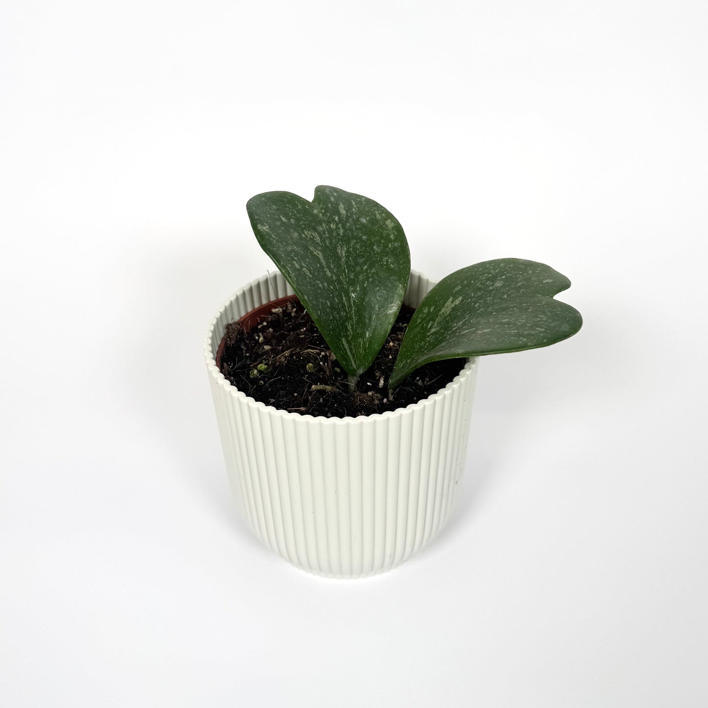 Hoya Kerrii Splash 10.5cm