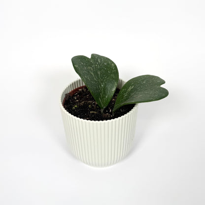Hoya Kerrii Splash 10.5cm
