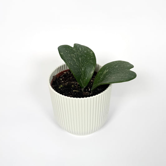 Hoya Kerrii Splash 10.5cm