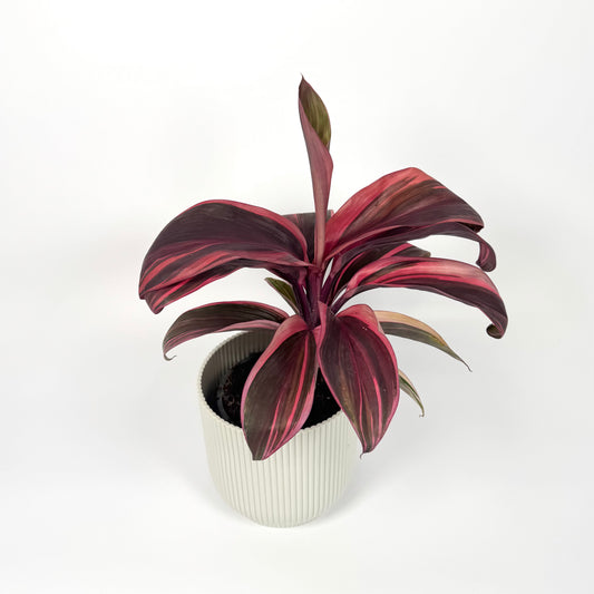 Cordyline Special Mix 12cm Houseplant