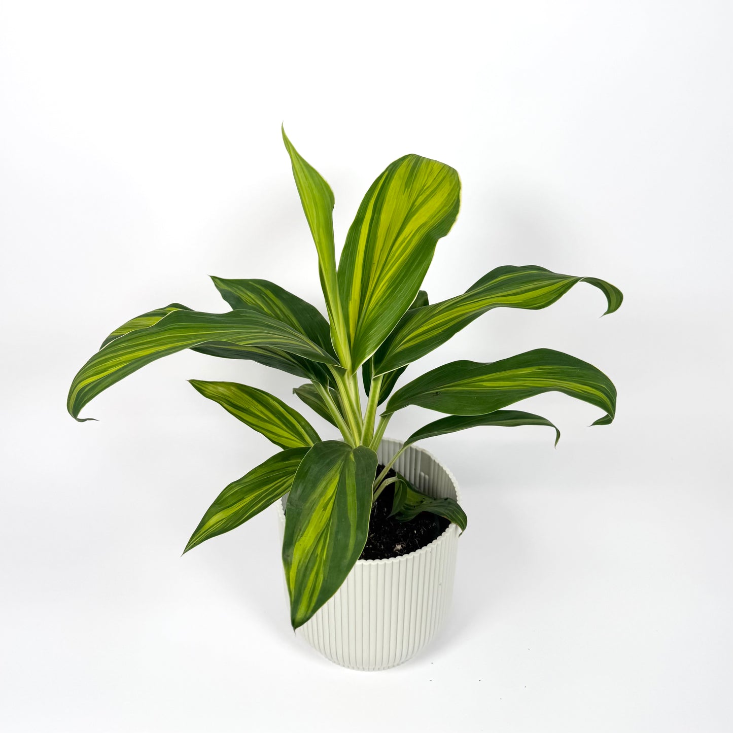 Cordyline Special Mix 12cm Houseplant