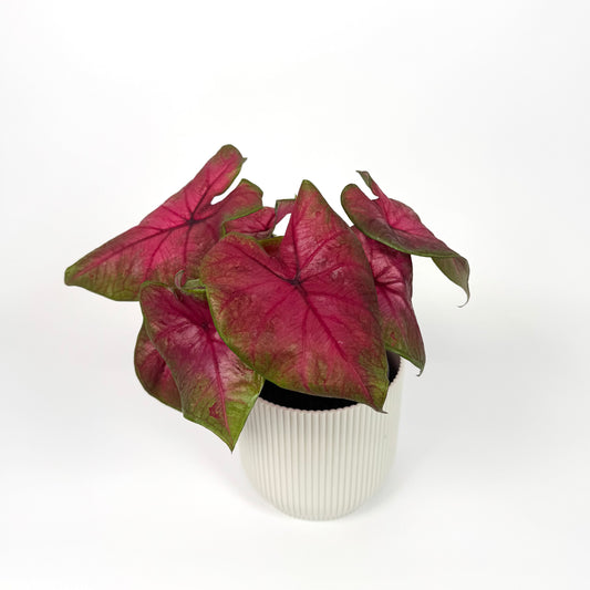 Caladium Lava Glow 12cm Pot Size Houseplant