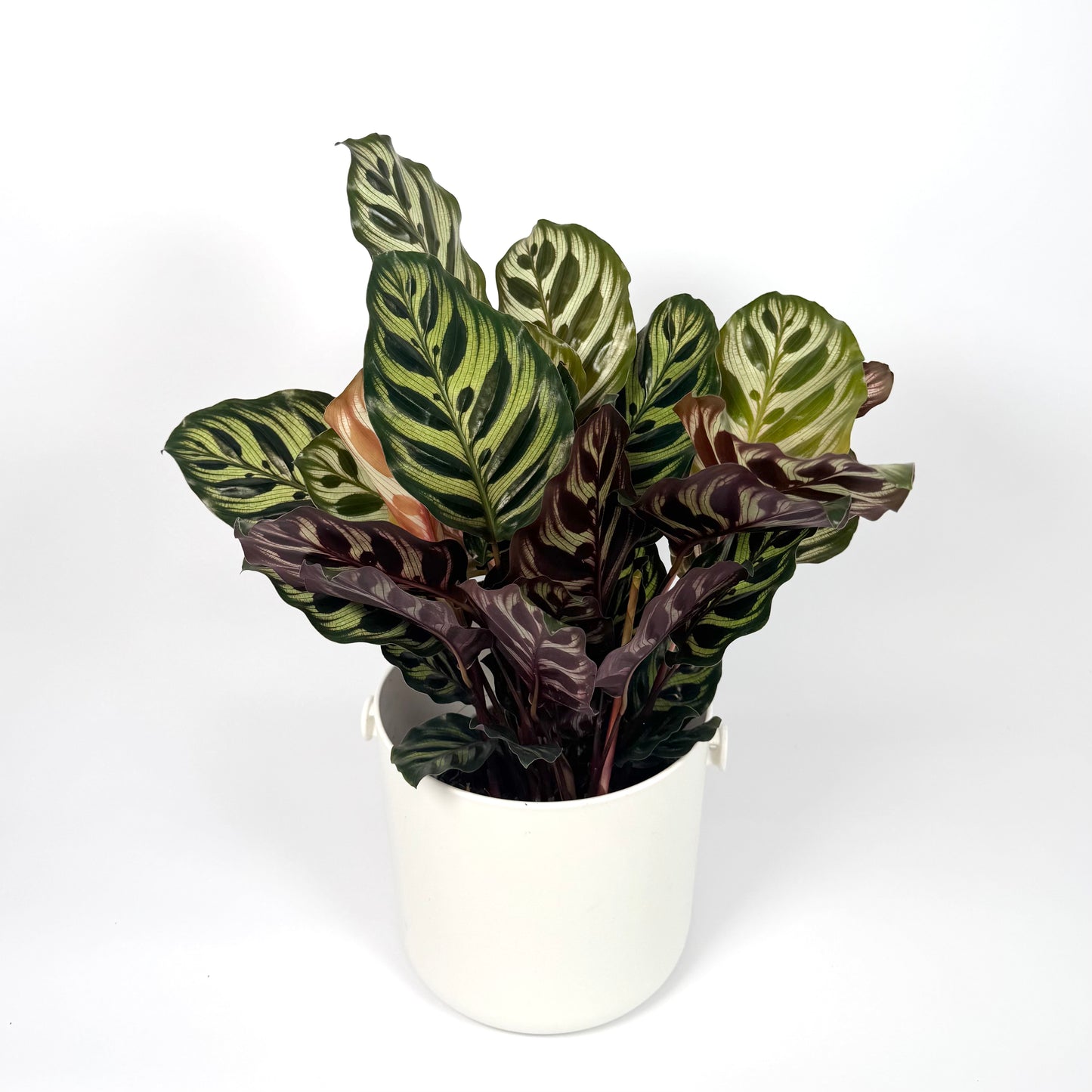 Calathea Makoyana 14cm Houseplant