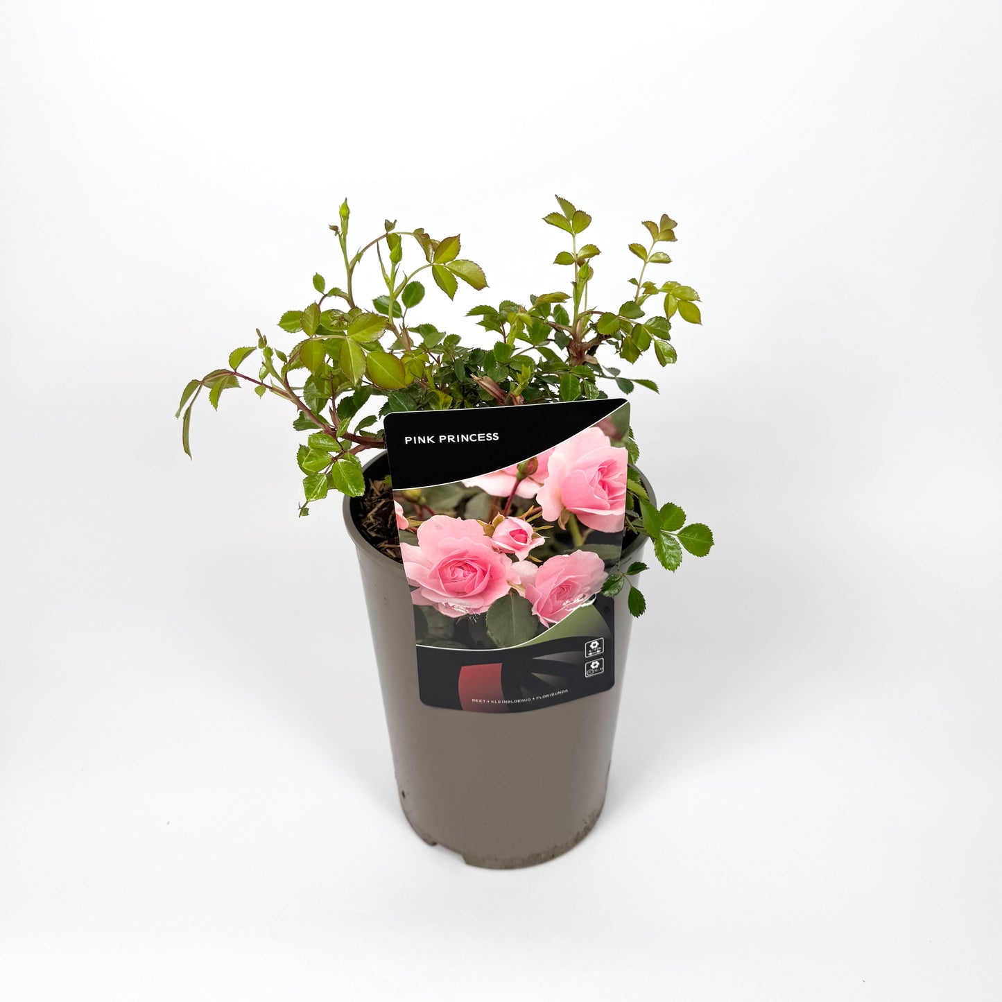Garden Rose Plants 3L Pot Size