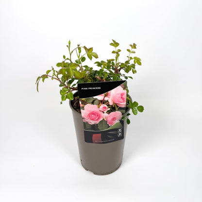 Garden Rose Plants 3L Pot Size