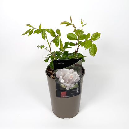 Garden Rose Plants 3L Pot Size