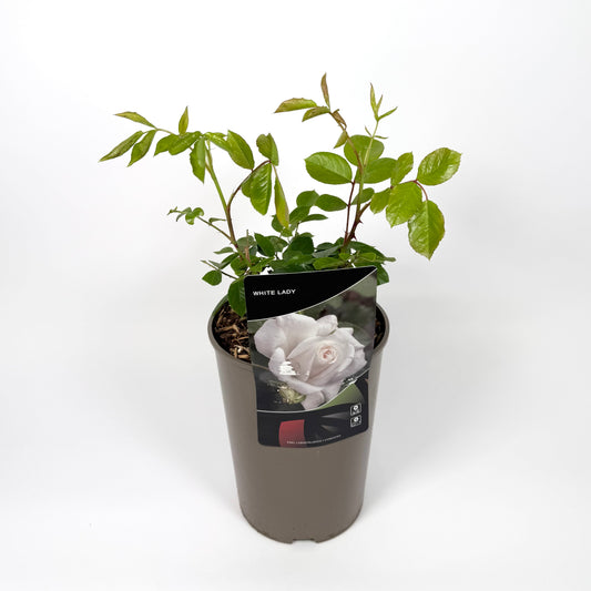 Garden Rose Plants 3L Pot Size