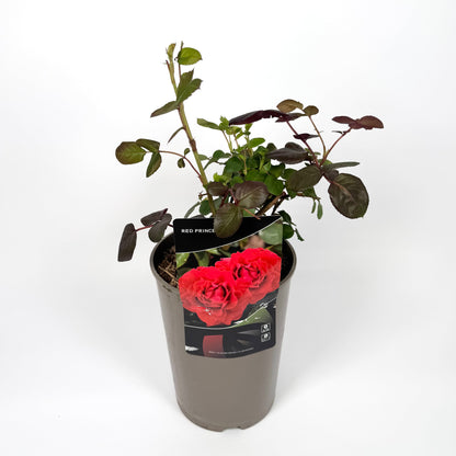 Garden Rose Plants 3L Pot Size