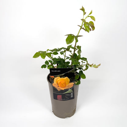 Garden Rose Plants 3L Pot Size
