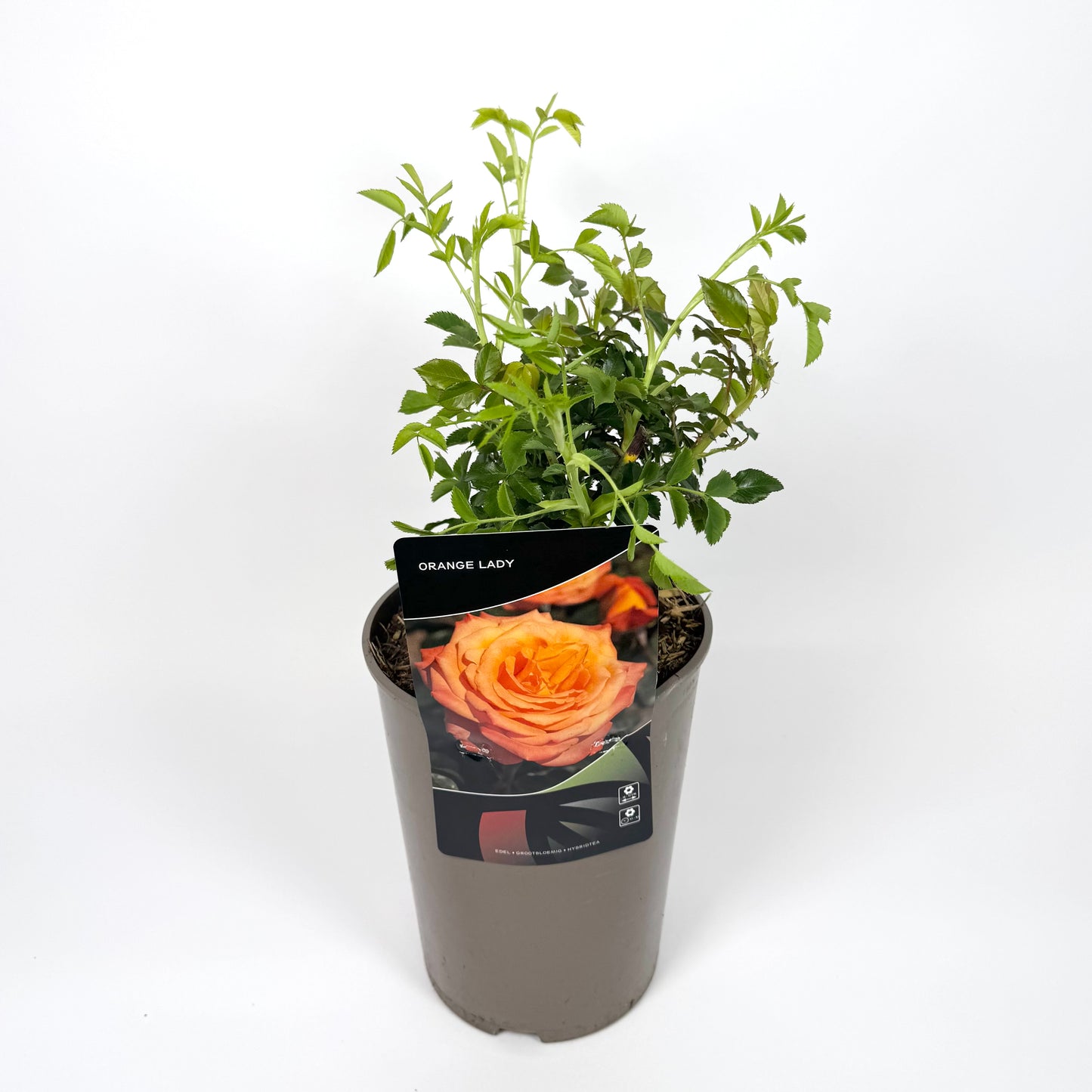 Garden Rose Plants 3L Pot Size