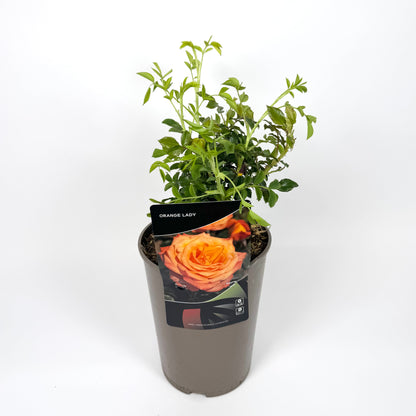 Garden Rose Plants 3L Pot Size
