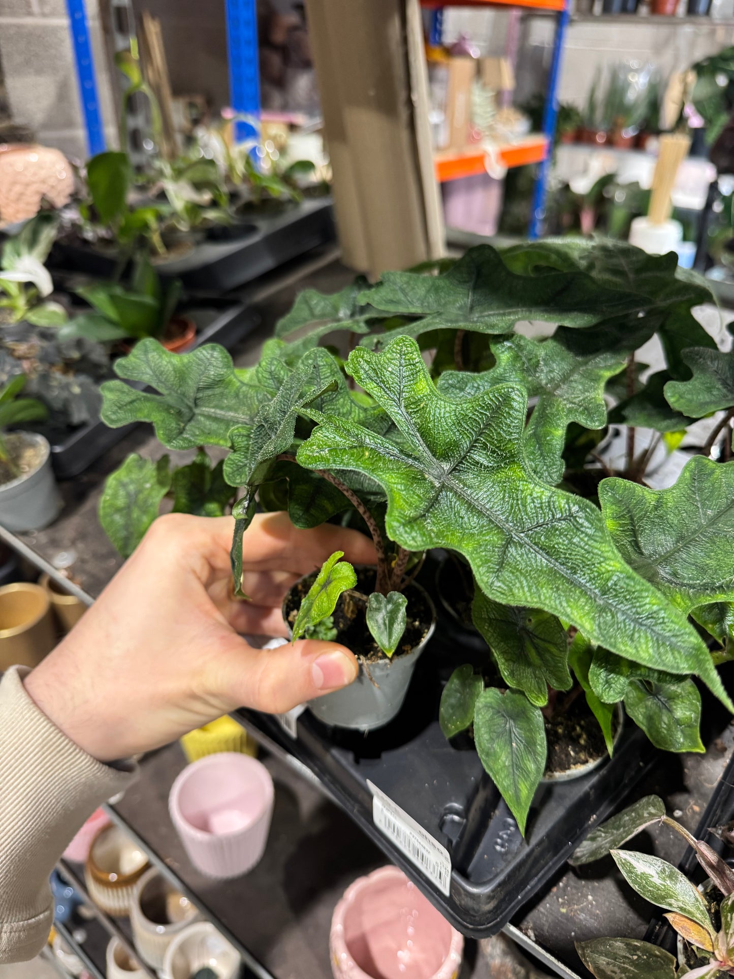 Mini Plants Bundle