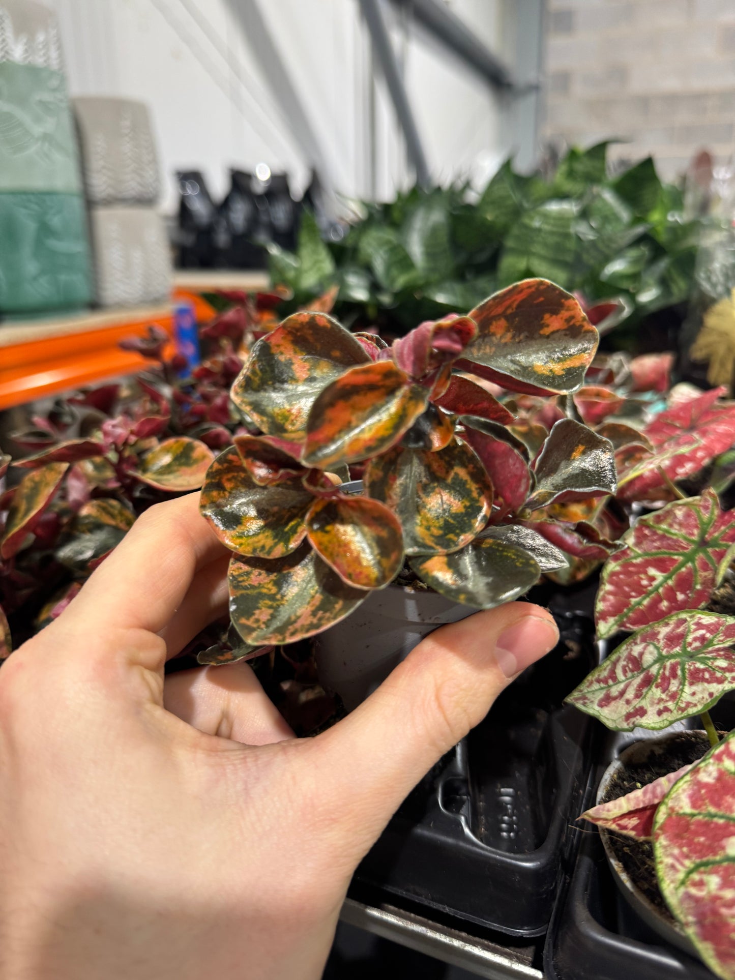Mini Plants Bundle