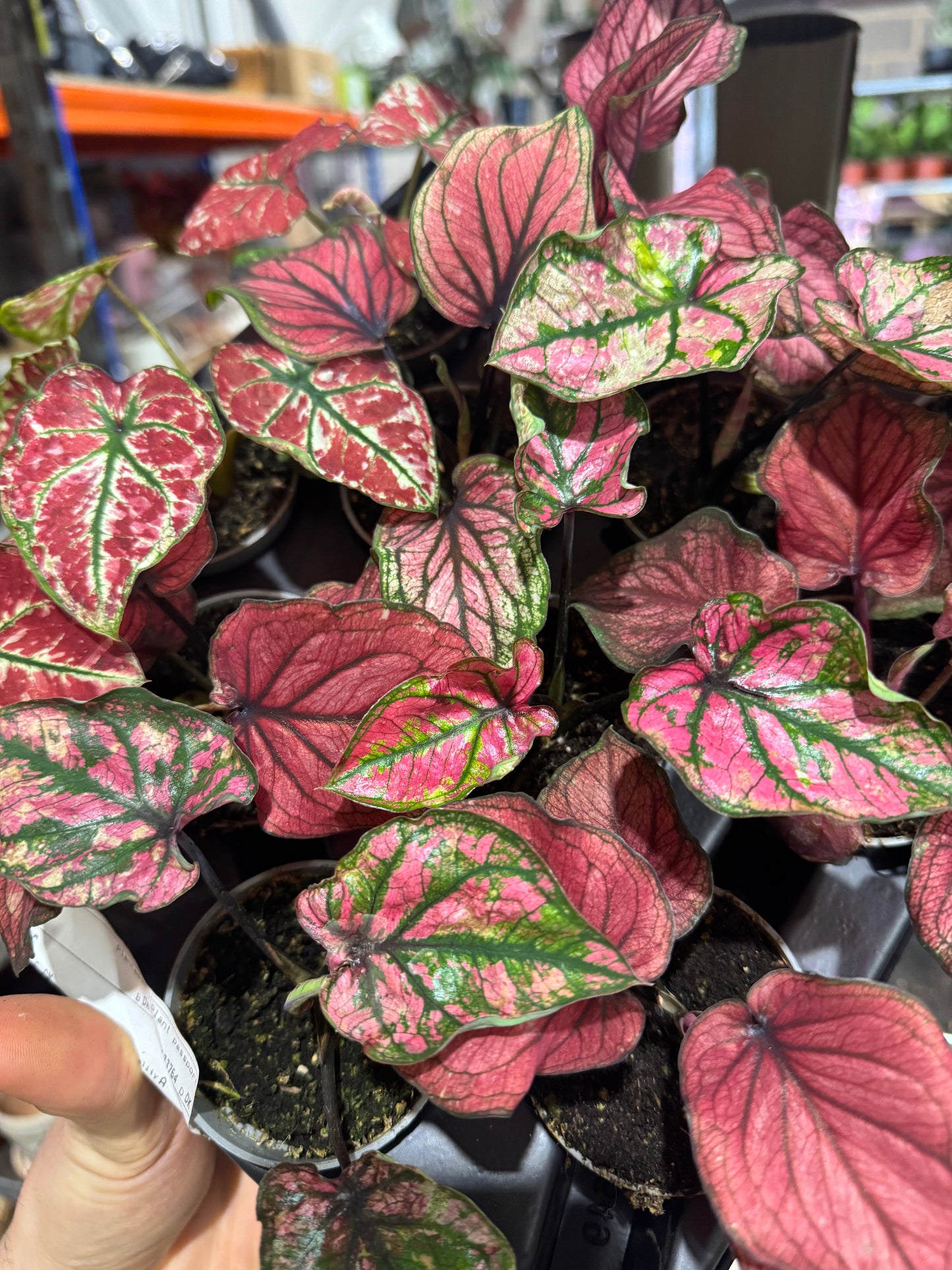 Mini Plants Bundle