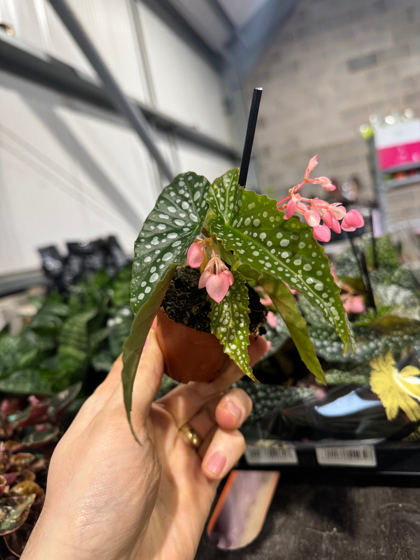 Mini Plants Bundle