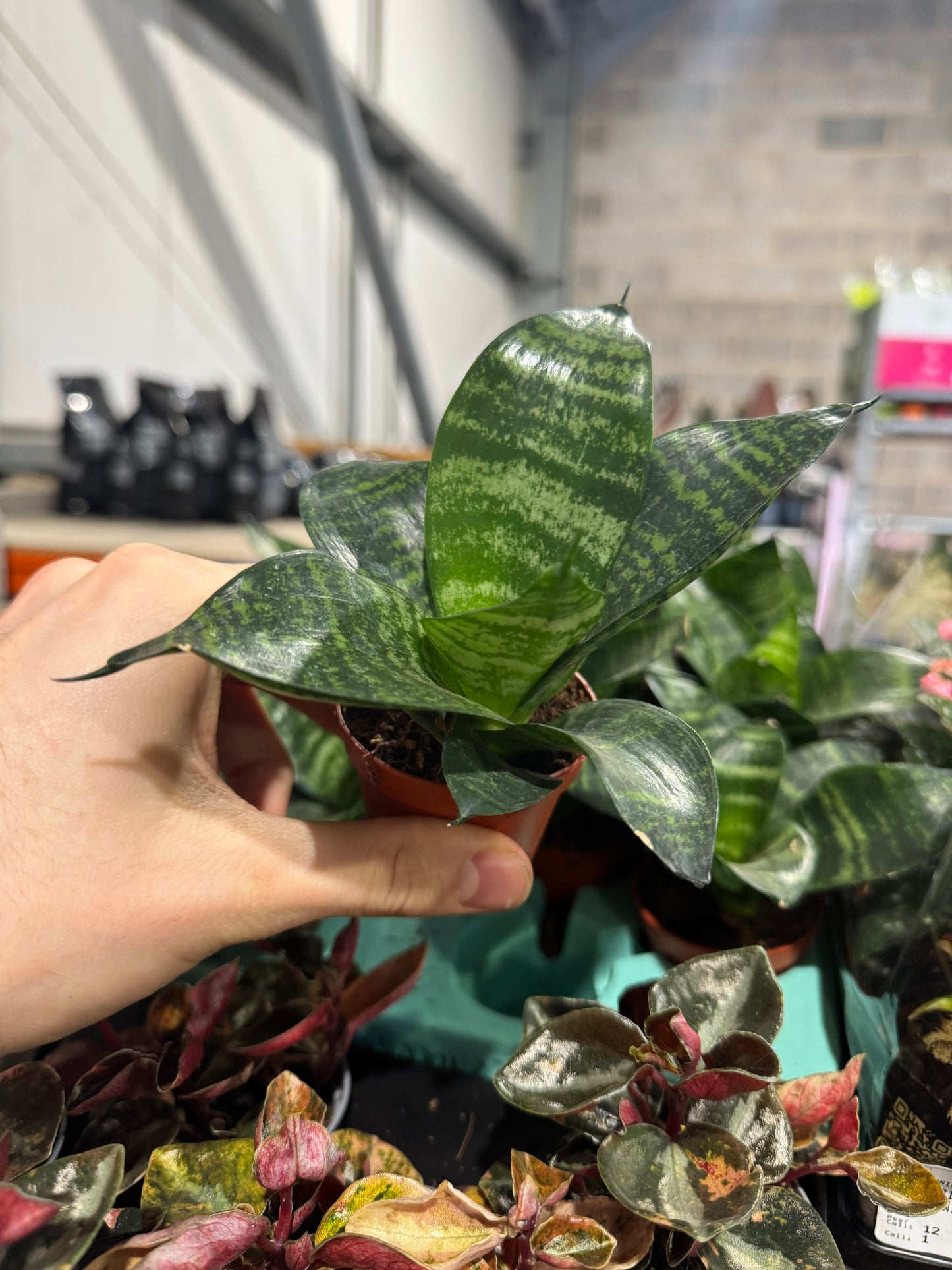 Mini Plants Bundle