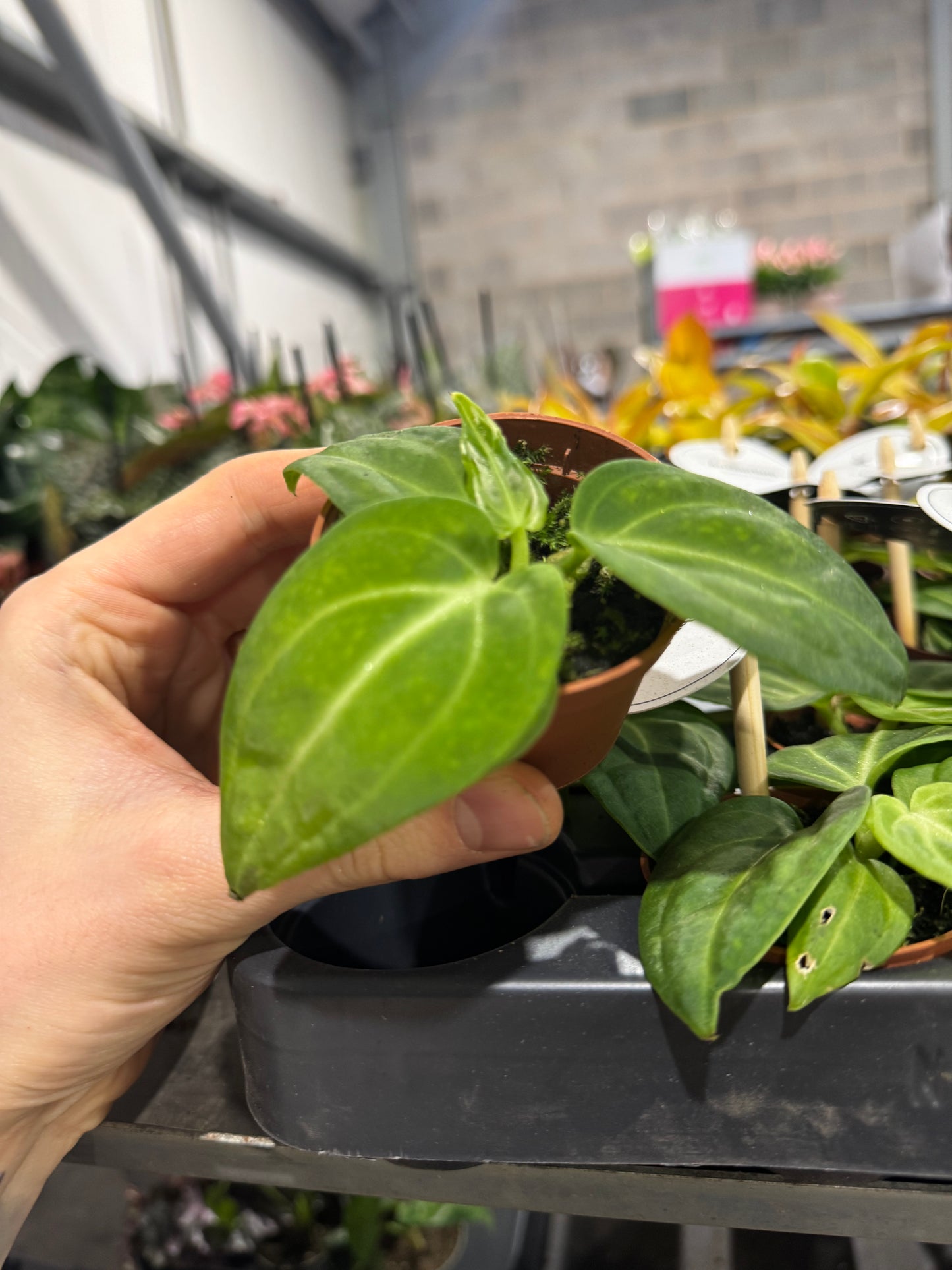 Mini Plants Bundle