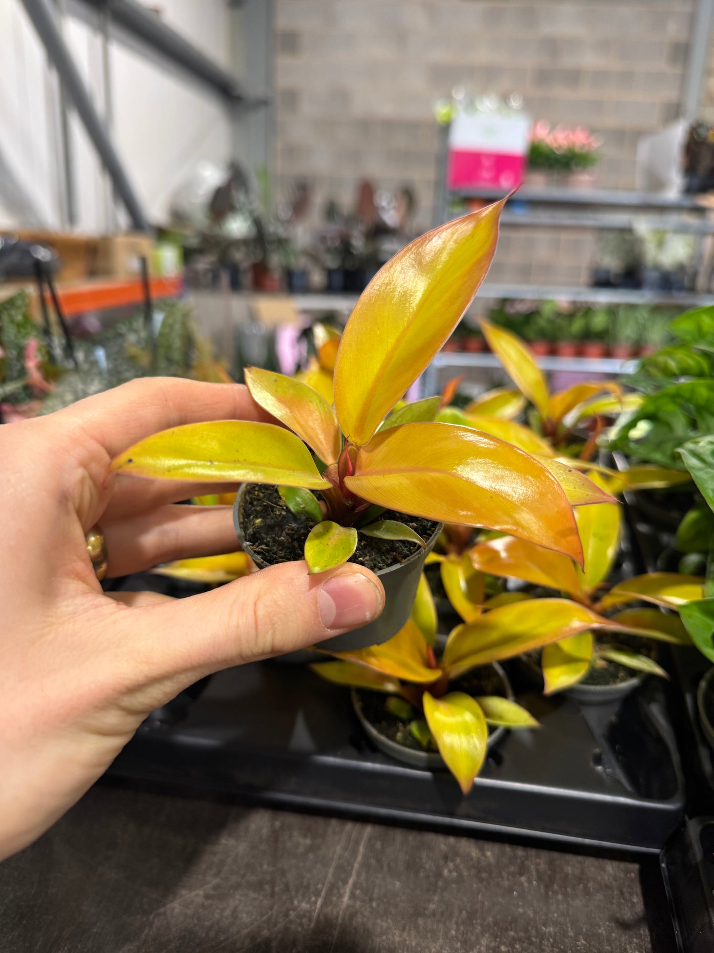 Mini Plants Bundle