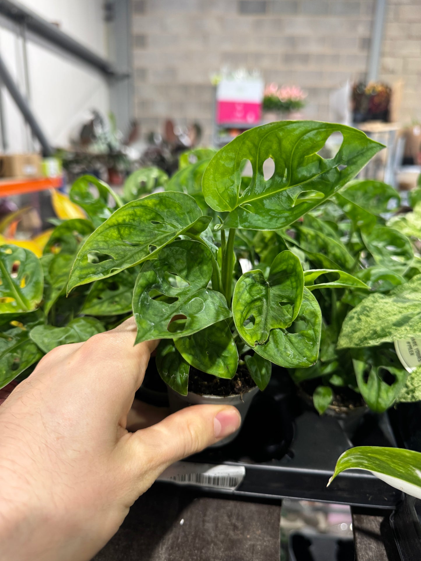 Mini Plants Bundle