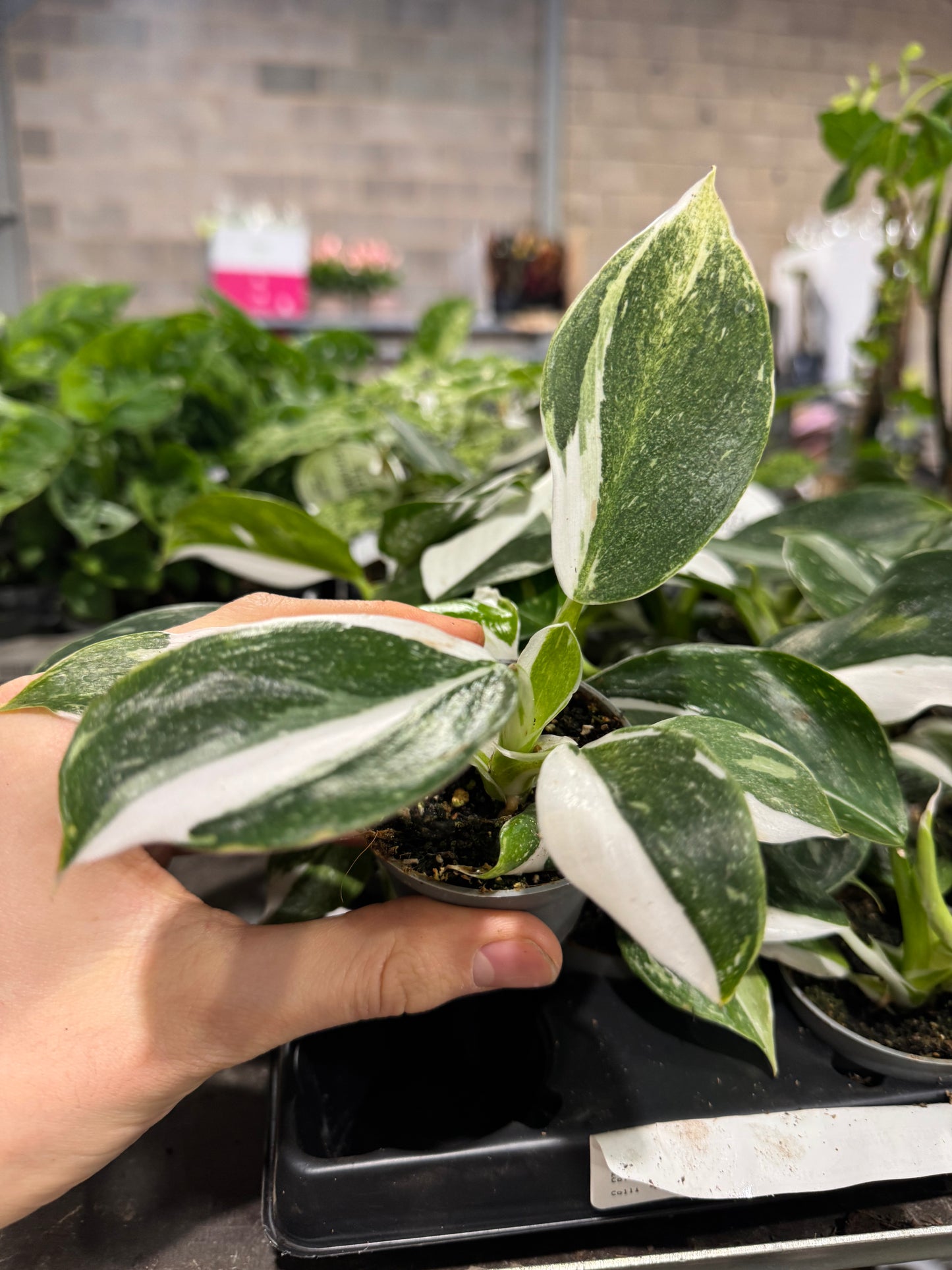 Mini Plants Bundle