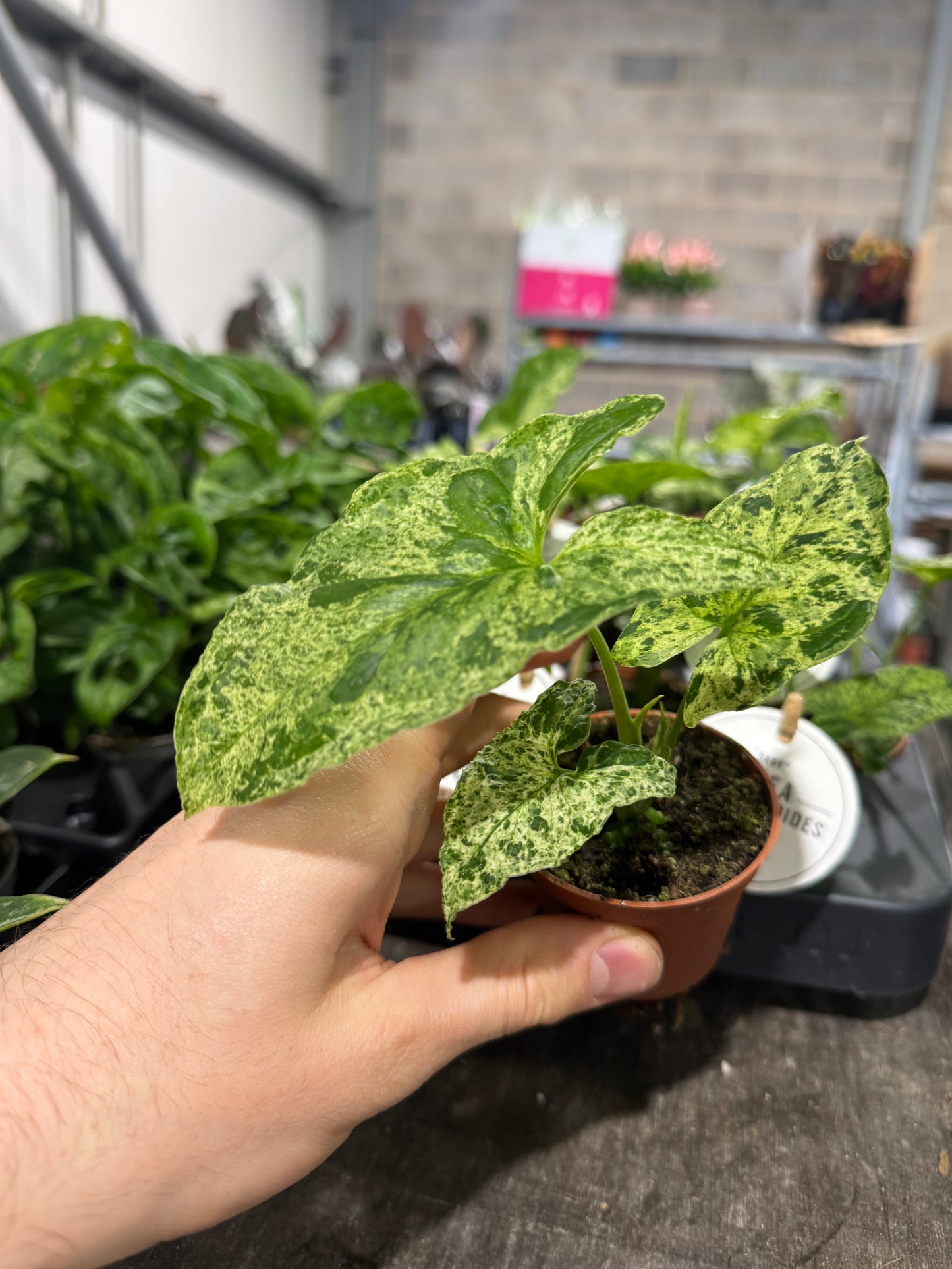 Mini Plants Bundle