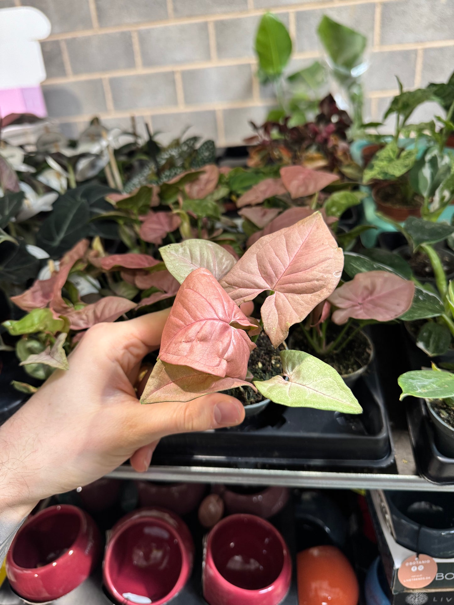 Mini Plants Bundle