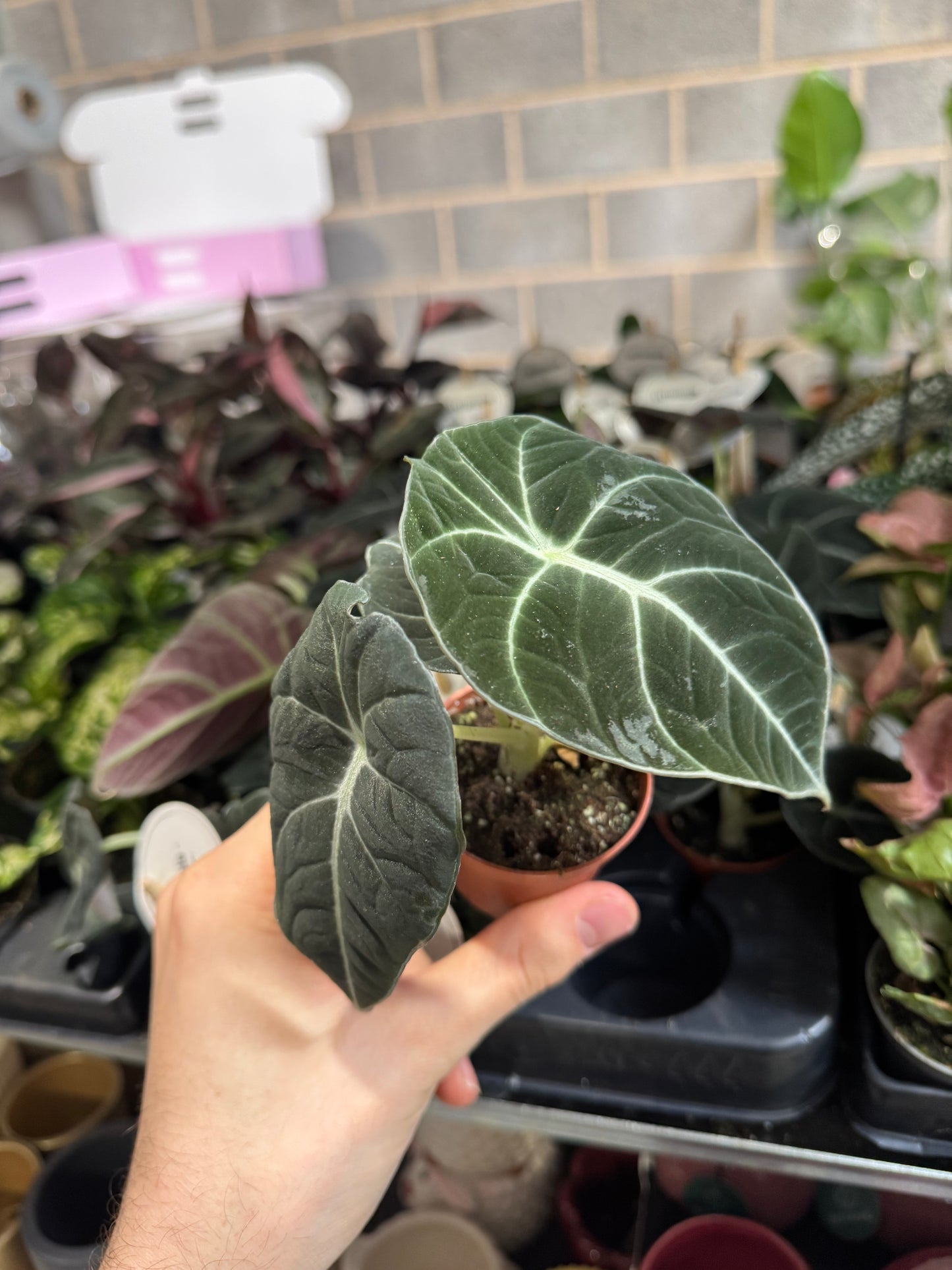 Mini Plants Bundle