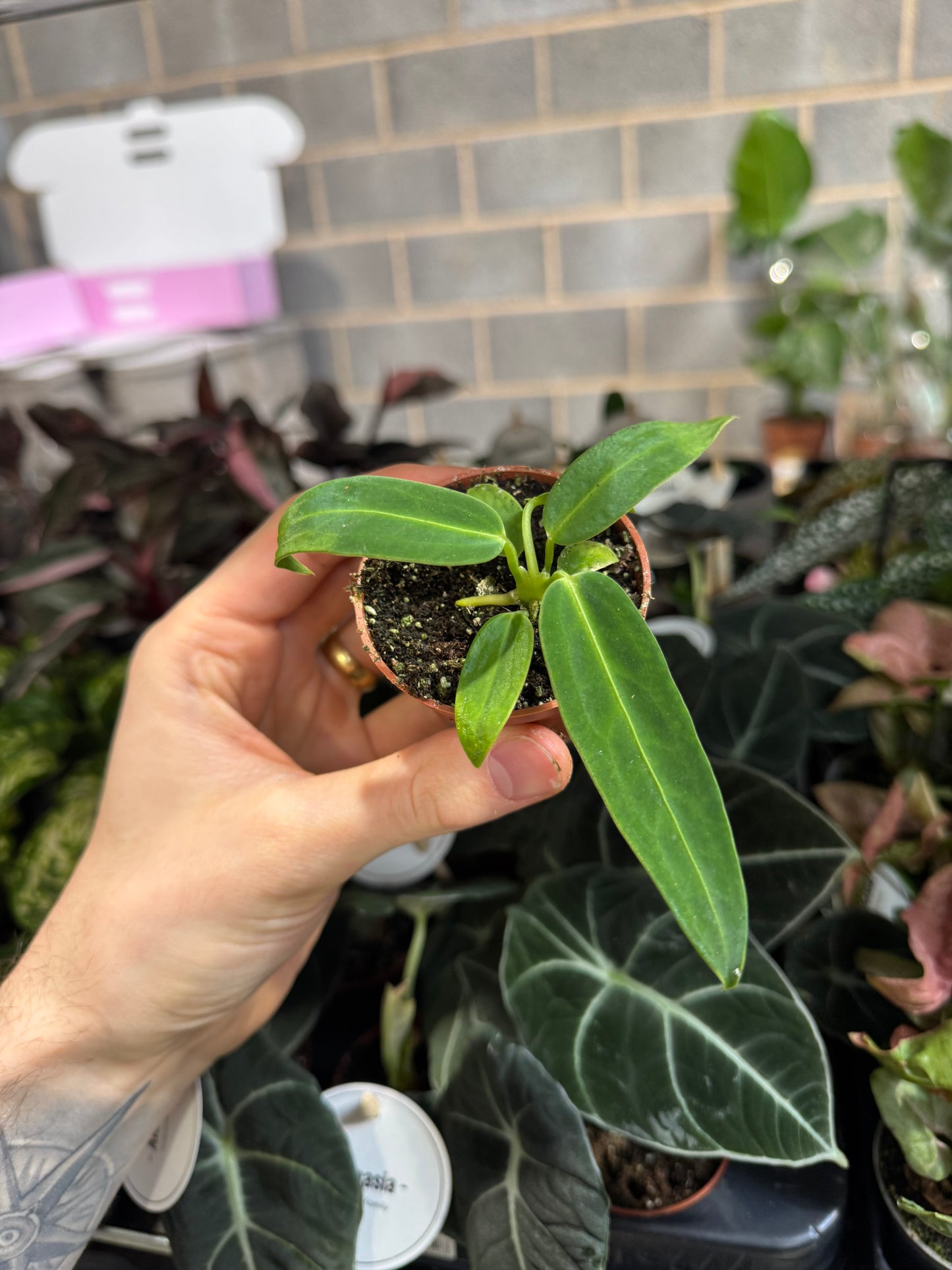 Mini Plants Bundle