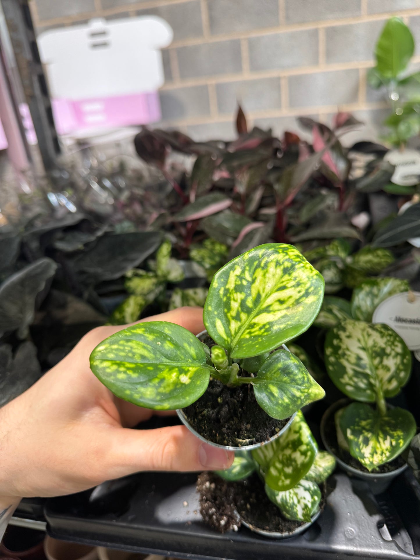 Mini Plants Bundle