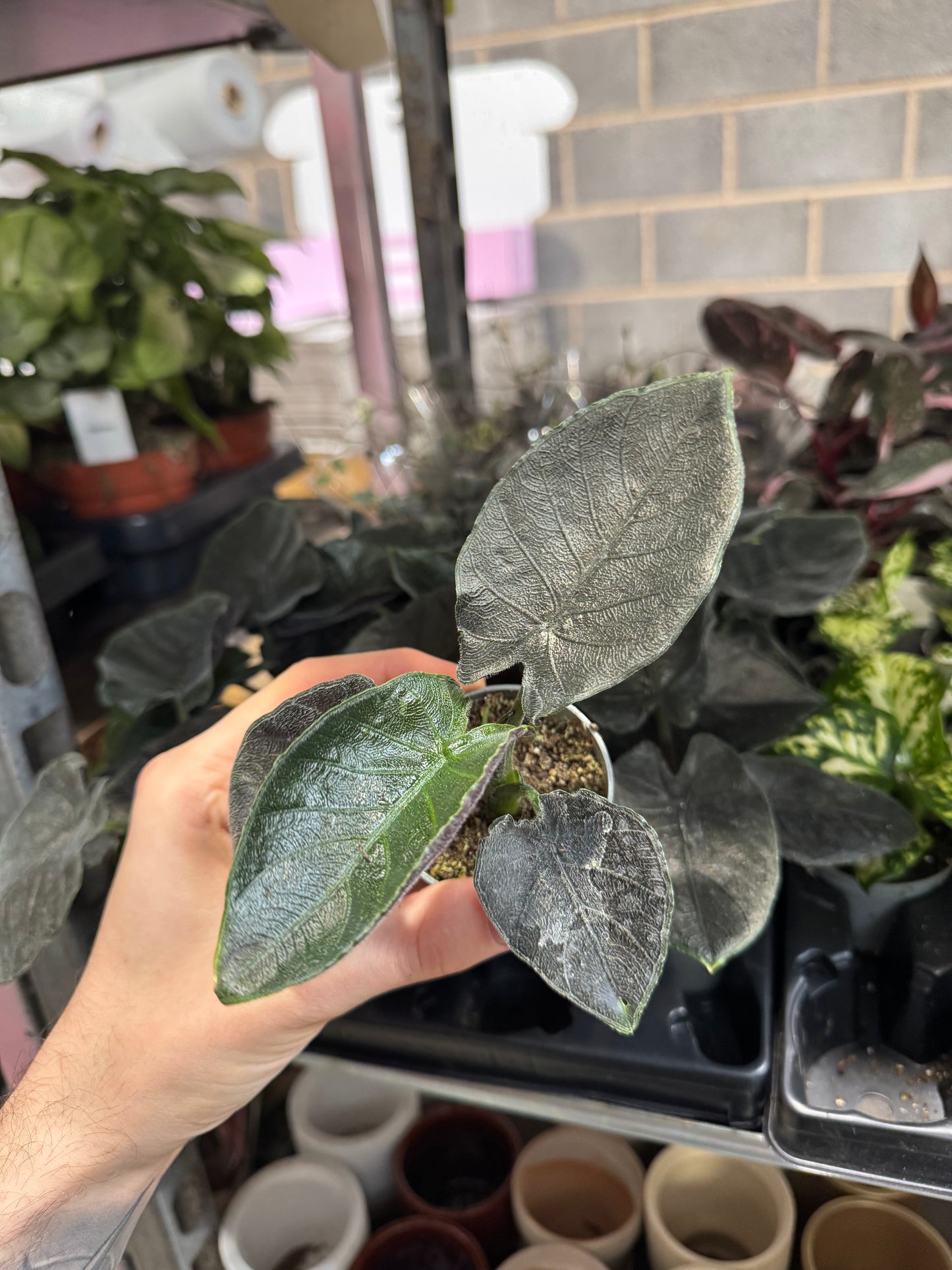 Mini Plants Bundle