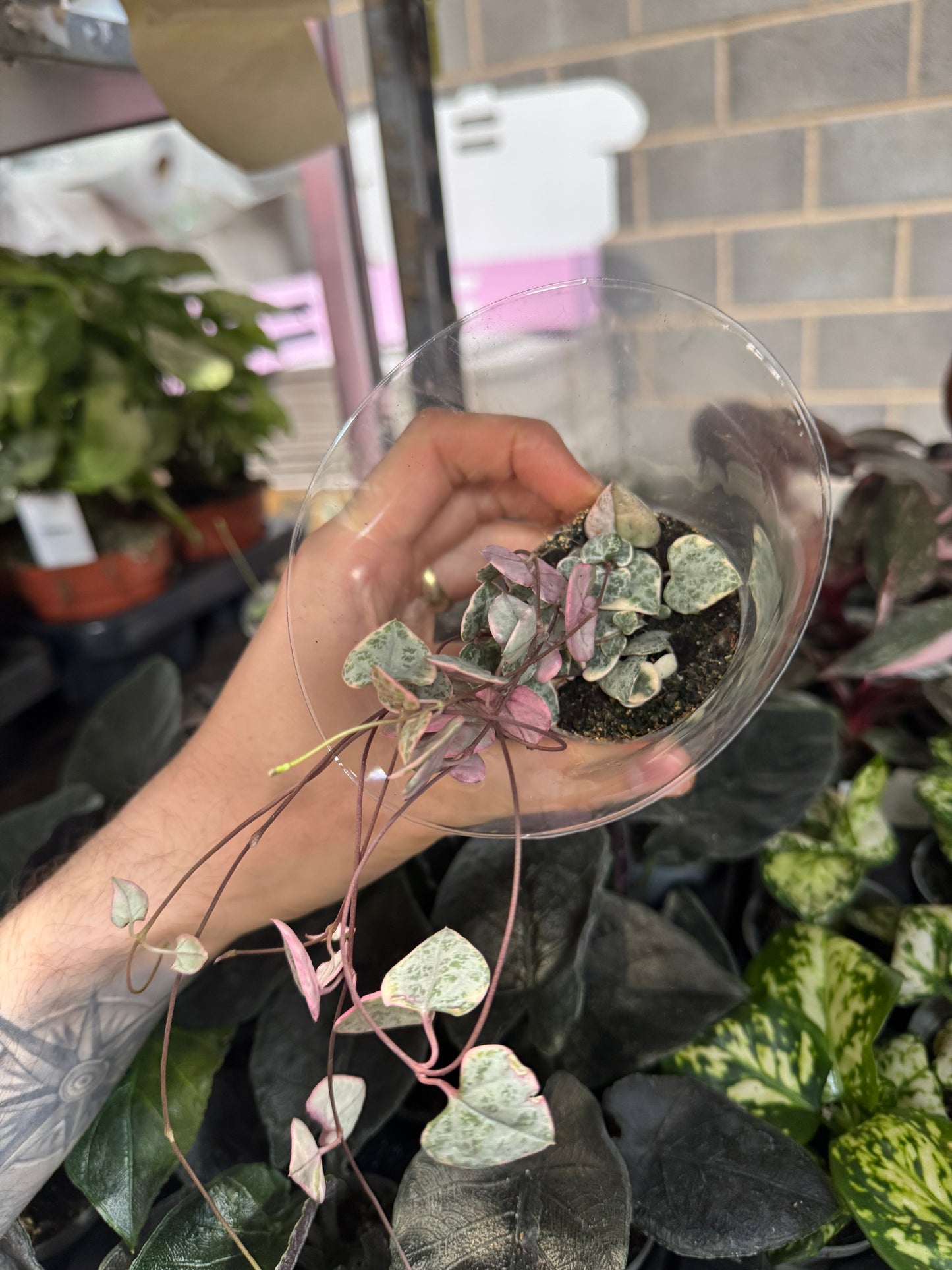 Mini Plants Bundle