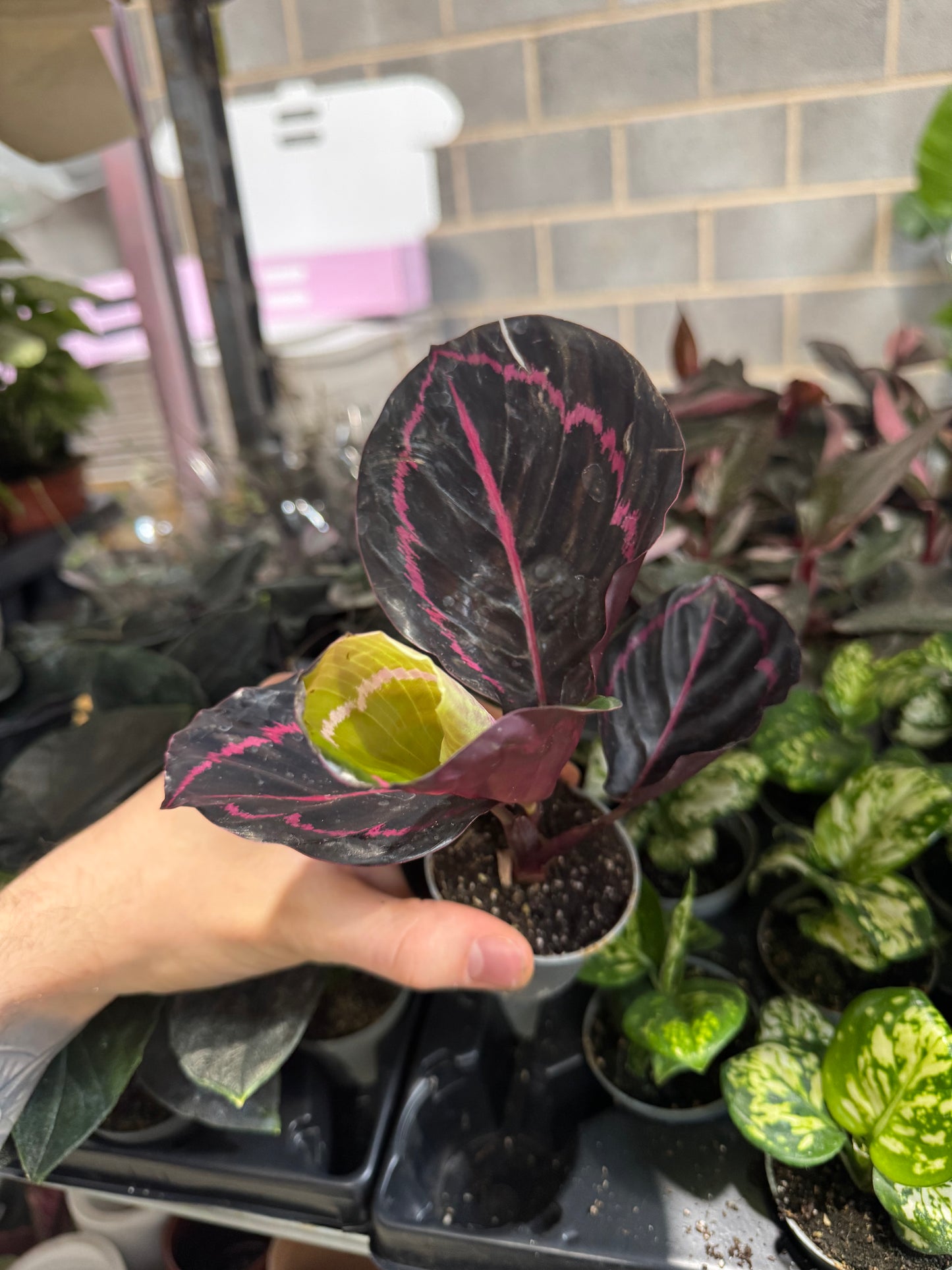 Mini Plants Bundle
