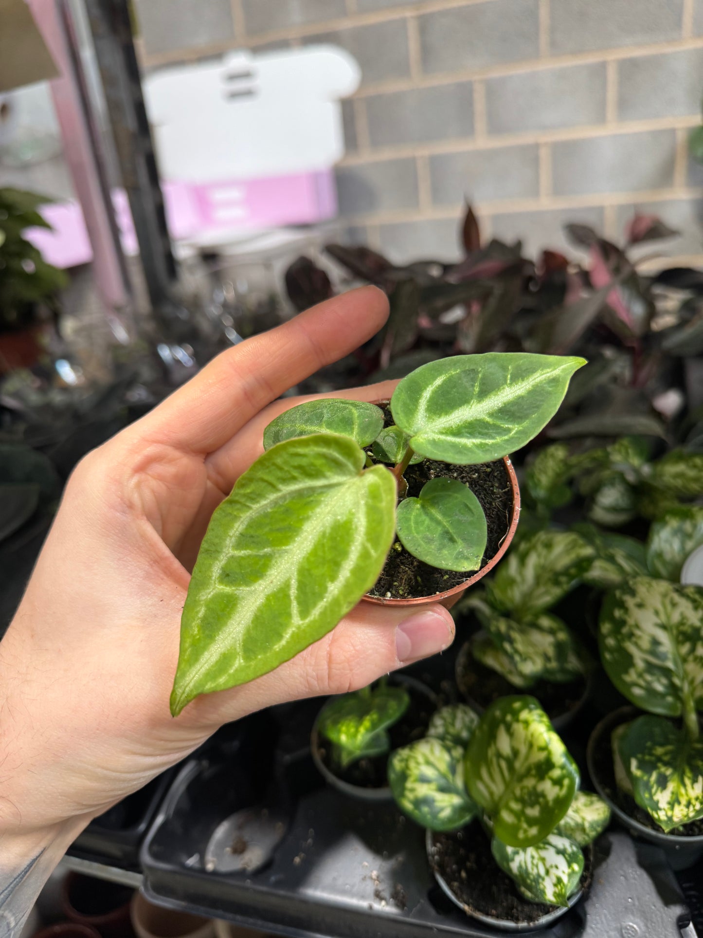 Mini Plants Bundle